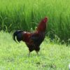 【高知県の女性を表す言葉「はちきん」とは?】由来や様々な「はちきん」に迫る!