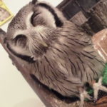 【オウルドベース】広島市にあるフクロウカフェに行ってきました!